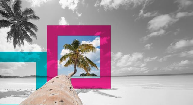 SINGLE-IMAGE_palm-tree-on-white-sand-beach_jan24