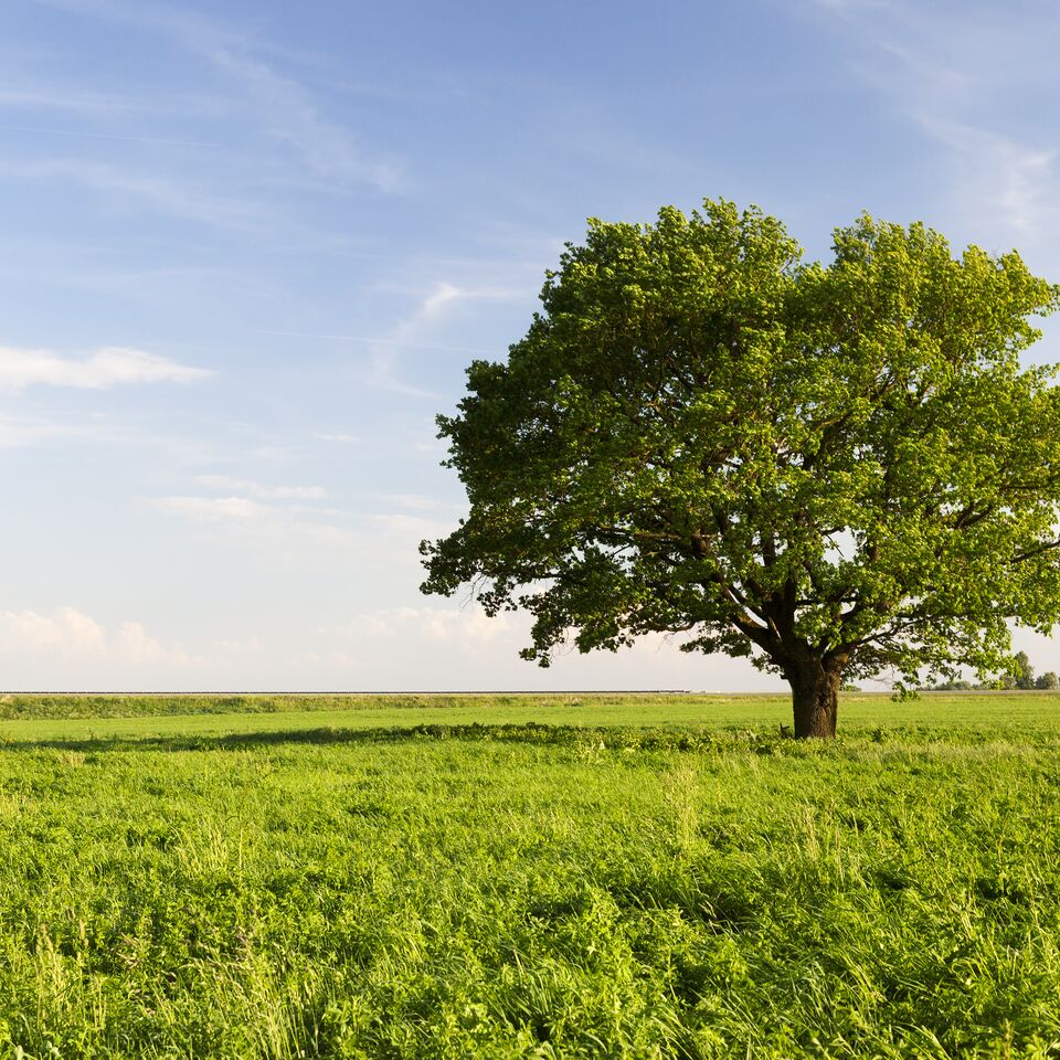COLOUR-IMAGE_green-field-tree-environment_feb26